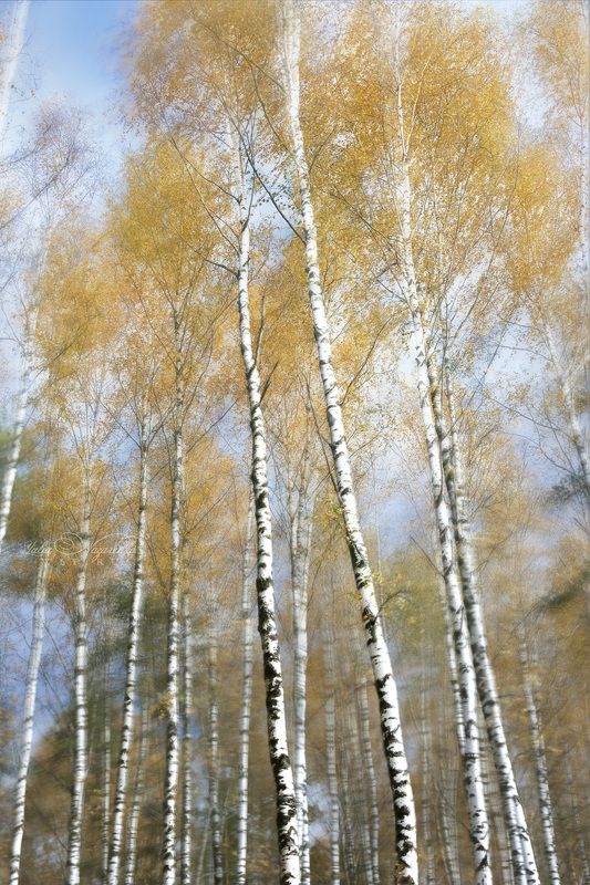 березы, березовая, роща, осень Шум осеннего ветра . The noise of the autumn windphoto preview