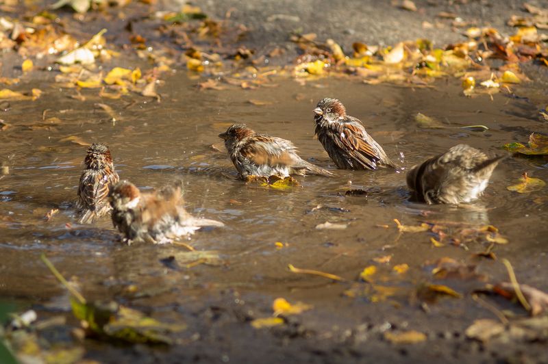 Купаниеphoto preview