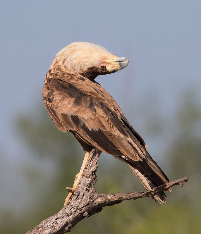каракара, crested caracara, caracara, tx, texas, хищные птицы Каракара - Caracara Head Tilt.photo preview