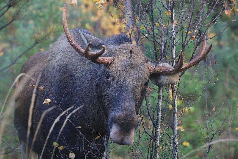 Лось.photo preview