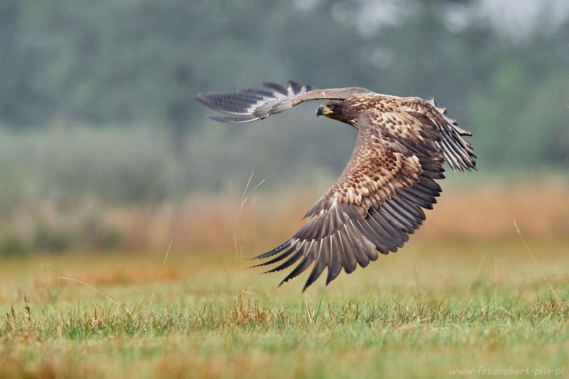 Bielik Bielikphoto preview