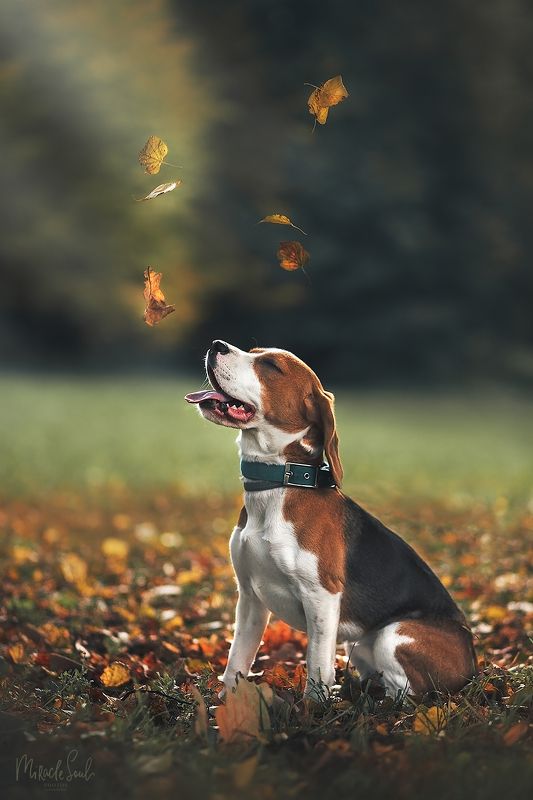 Интиphoto preview