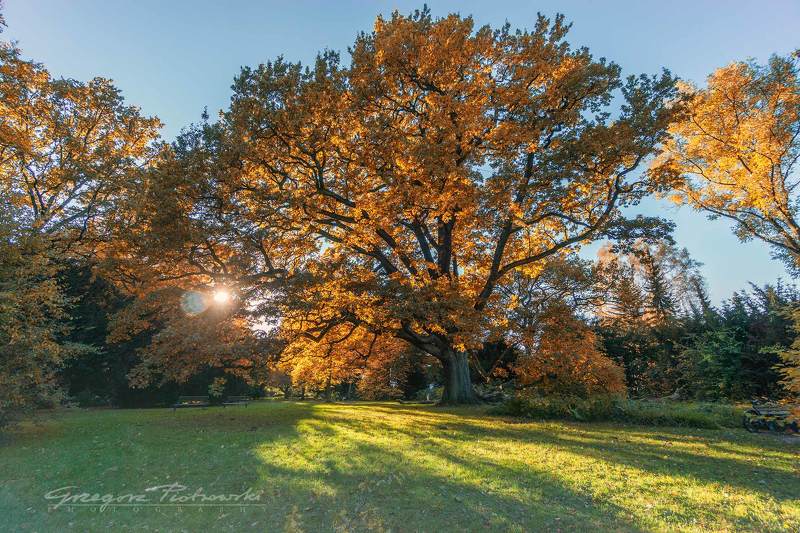 Golden Momentsphoto preview