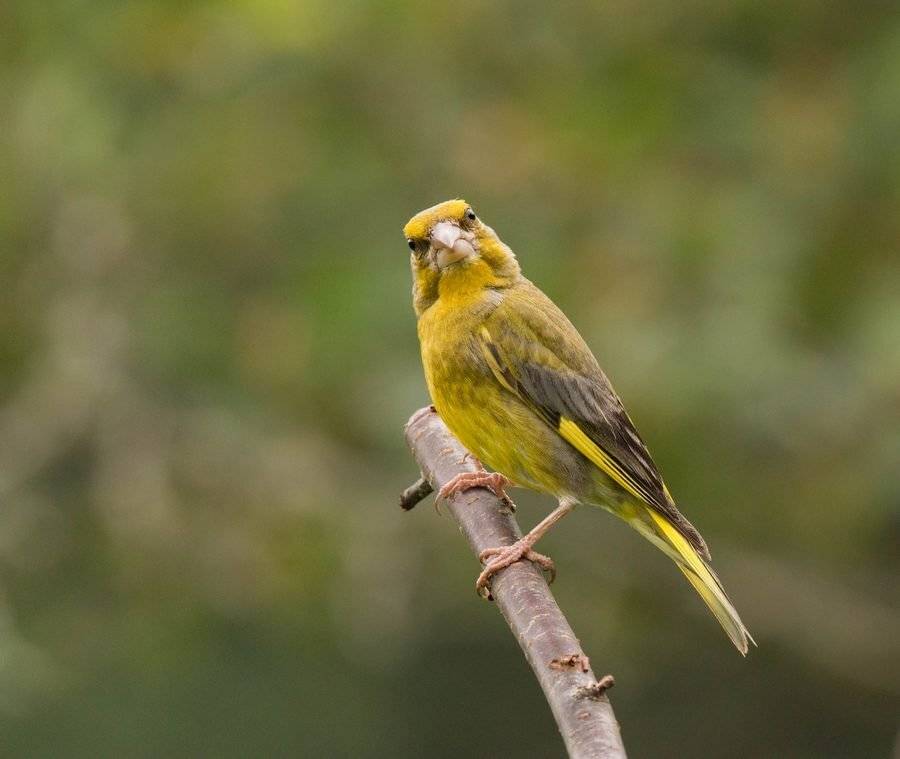 Смотрим в камеру, идёт съёмка.. Автор: Владимир Пакалевич птицы, зеленушка,, Владимир Пакалевич