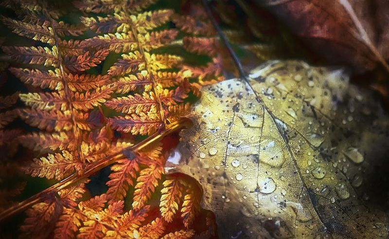 ..осень..photo preview