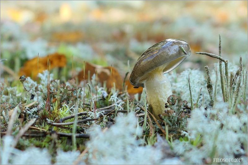 Грибное настроение...photo preview