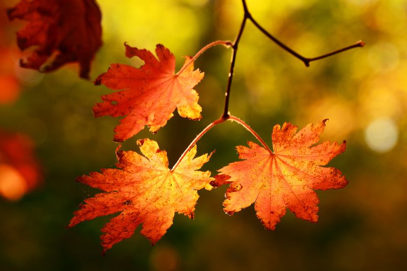 Клёники Приморья и один орех...photo preview