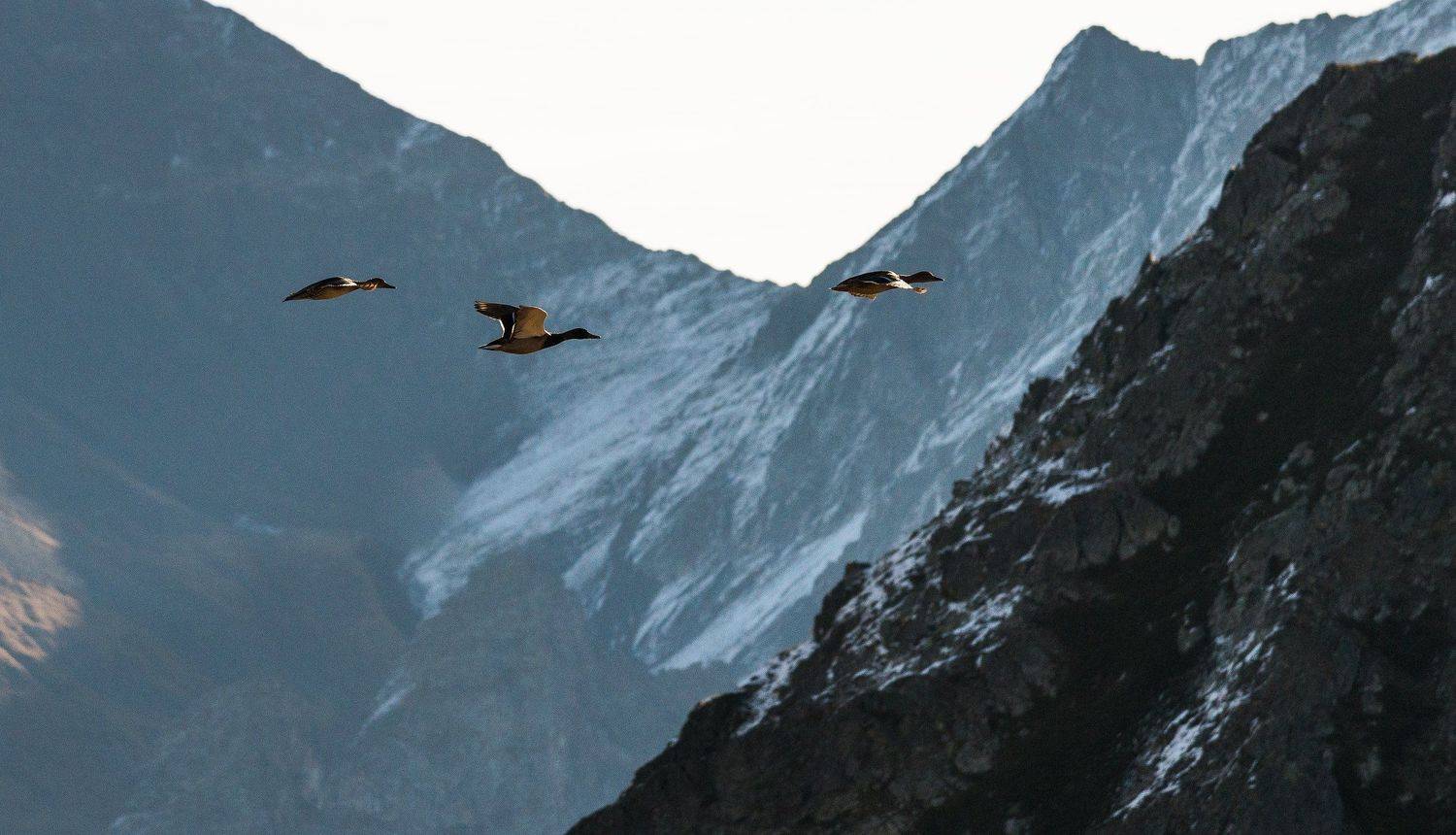 осень, октябрь, загедан, река, ацгара, пятиозерье, загедана, утки, птицы, ФЁДОР