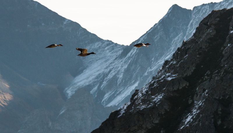 осень, октябрь, загедан, река, ацгара, пятиозерье, загедана, утки, птицы Летят утки , а два гуси задержались !photo preview