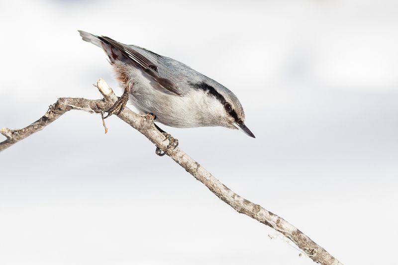 Поползеньphoto preview