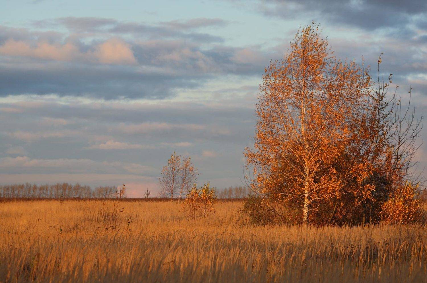 Октябрь, в поле на закате. Автор: Лопухов Сергей октябрь, поле, березки, тульские, просторы, закат, 5d, 100-300мм, Лопухов Сергей