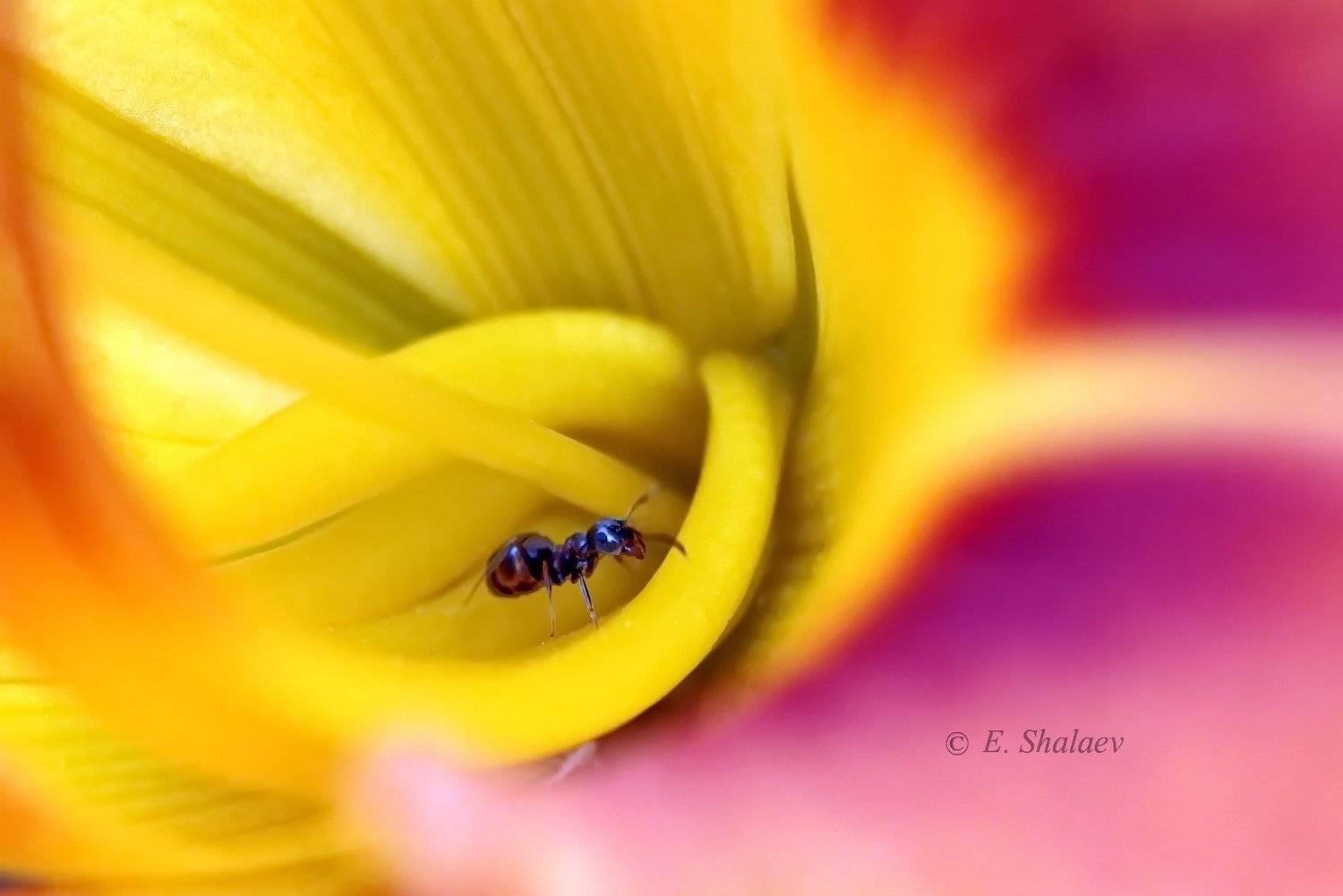 цветок,муравей,макро, Евгений