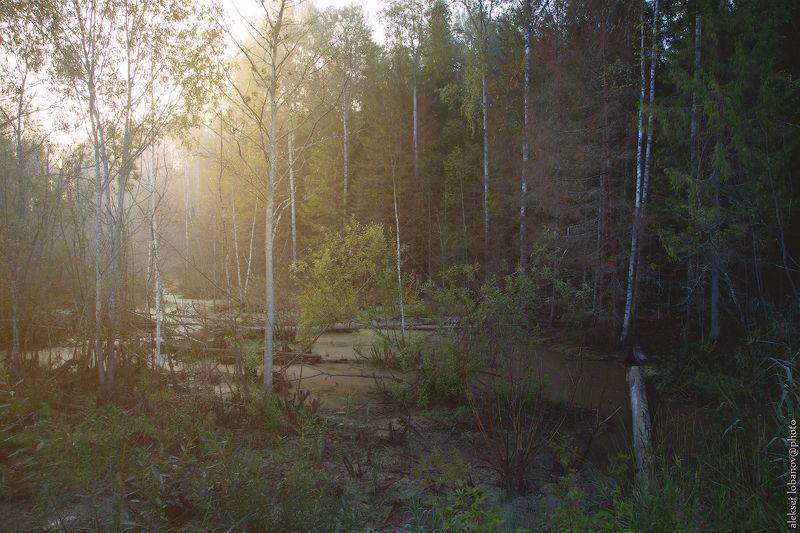 любимский район, ярославская область Бобровьи делаphoto preview