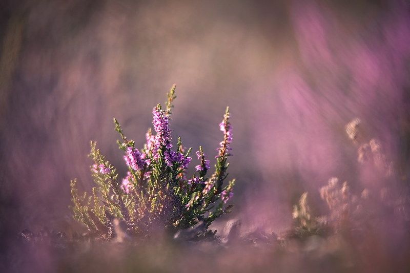 Дикий вереск фото превью