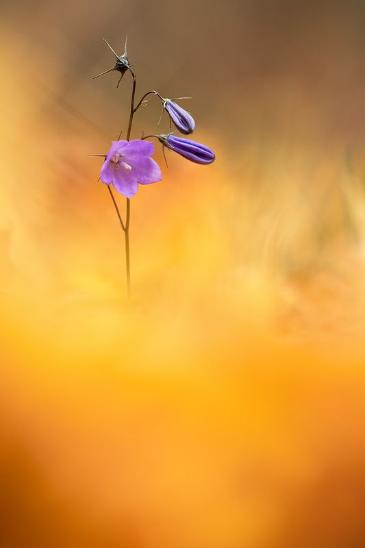 цветы,цветок,макро,растения,природа,осень,листопад,листья,желтый Сквозь осеньphoto preview