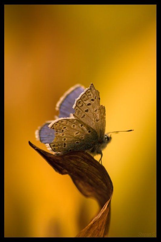 32 бит голубянка последний день Голубянка. Последний деньphoto preview