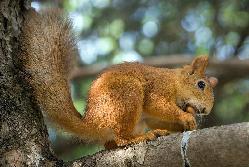 Крепкий орешек 2 фото превью