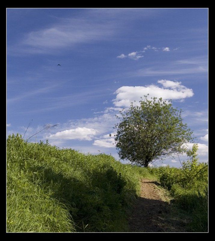 Одиночество среди лета...photo preview