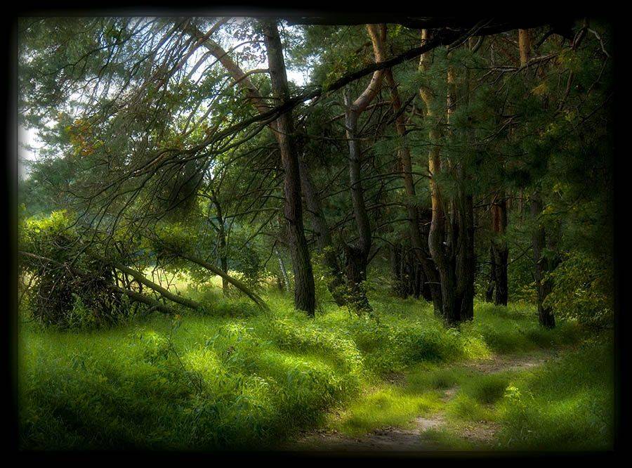 бучанский лес, Sound Wave