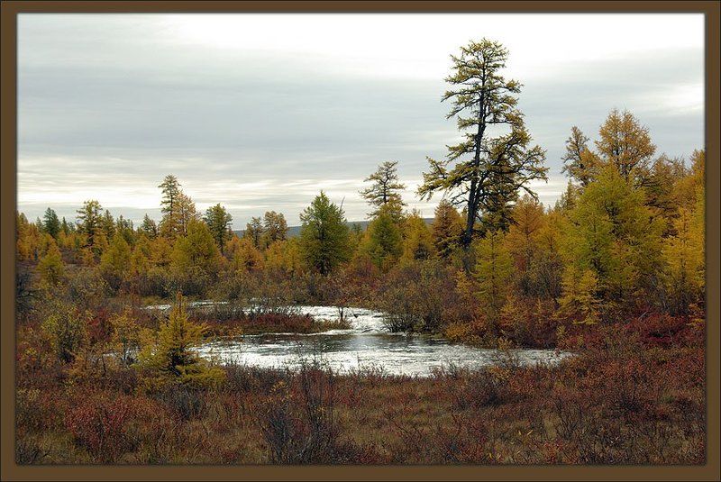 осень,тайга,ручей,якутия Хмурая осеньphoto preview