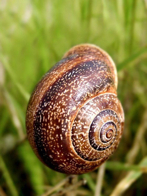 улитка,природа,испания,макро,путешествия Без Фудзиphoto preview