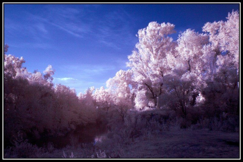 инфракрасный Там на неведомых дорожках следы невиданных зверей...photo preview