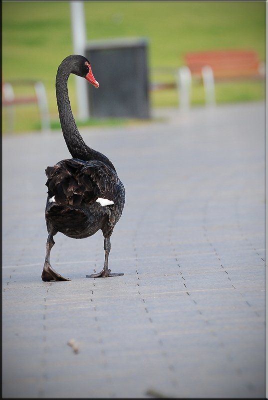 лебедь,аделаида,австралия,прогулка Подумаешь что снизу гусь гусем ,зато я сверху черный лебедь!!!photo preview