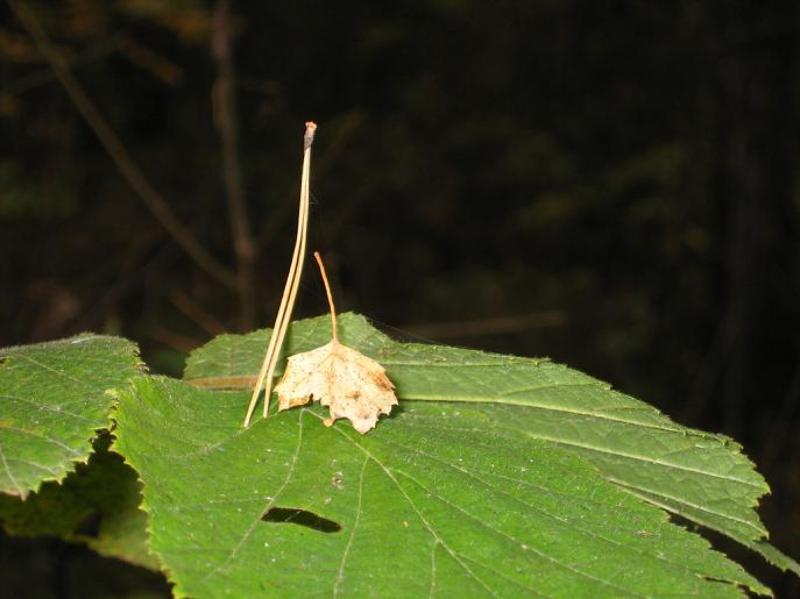 макро, дама, кавалер Дамы приглашают кавалеров фото превью