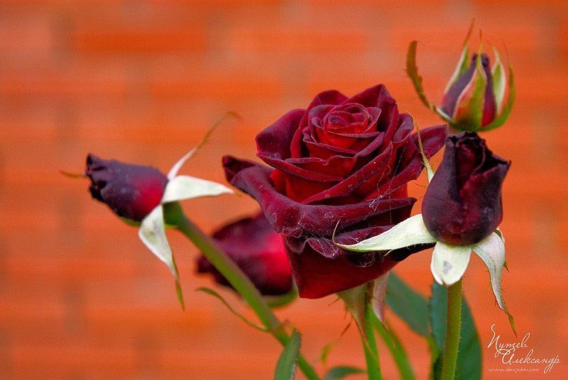 черная,роза Черная роза ....(далее известно)photo preview