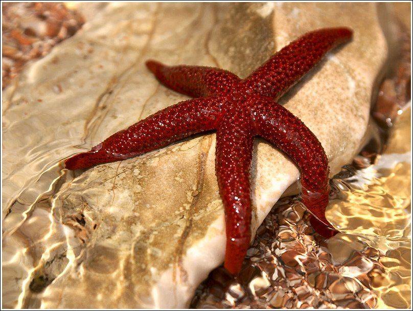***. Автор: Kirill V. Lobanov морская звезда, Kirill V. Lobanov
