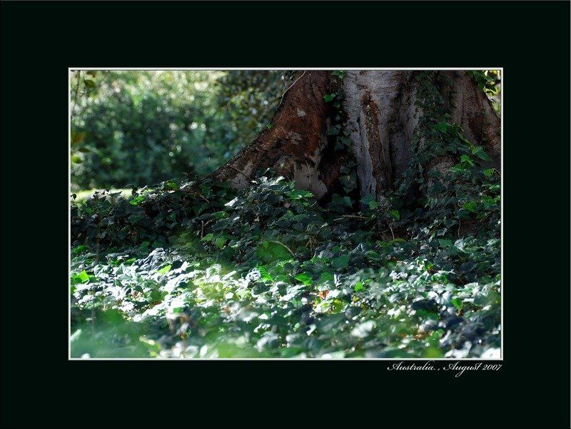 дерево.австралия Под тенью мудрости...photo preview