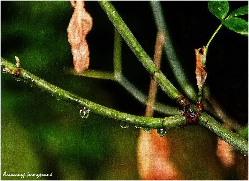 Осенняя дождливаяphoto preview