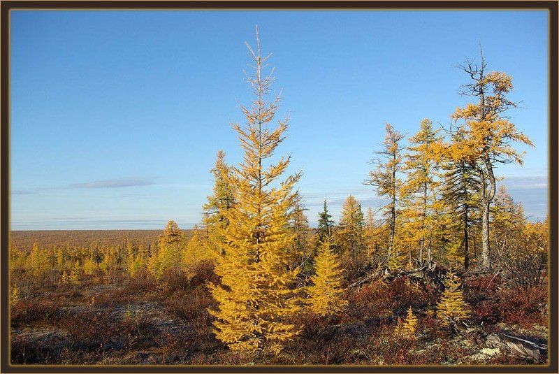 тайга,осень,якутия Таёжная осеньphoto preview