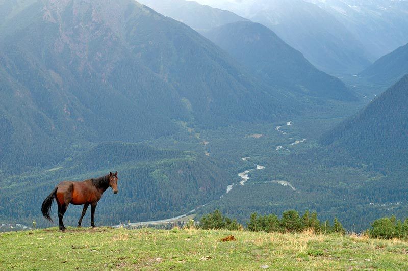 Про лошадьphoto preview