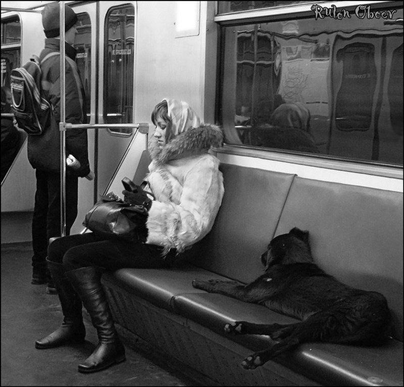 Жизнь собачьяphoto preview