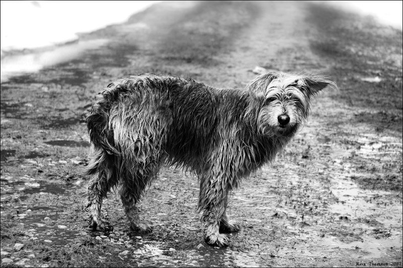 собака Один миг из жизни Джека-Дворнягиphoto preview