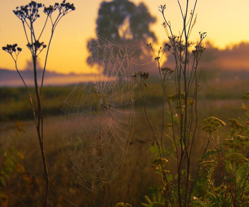 Мишеньphoto preview