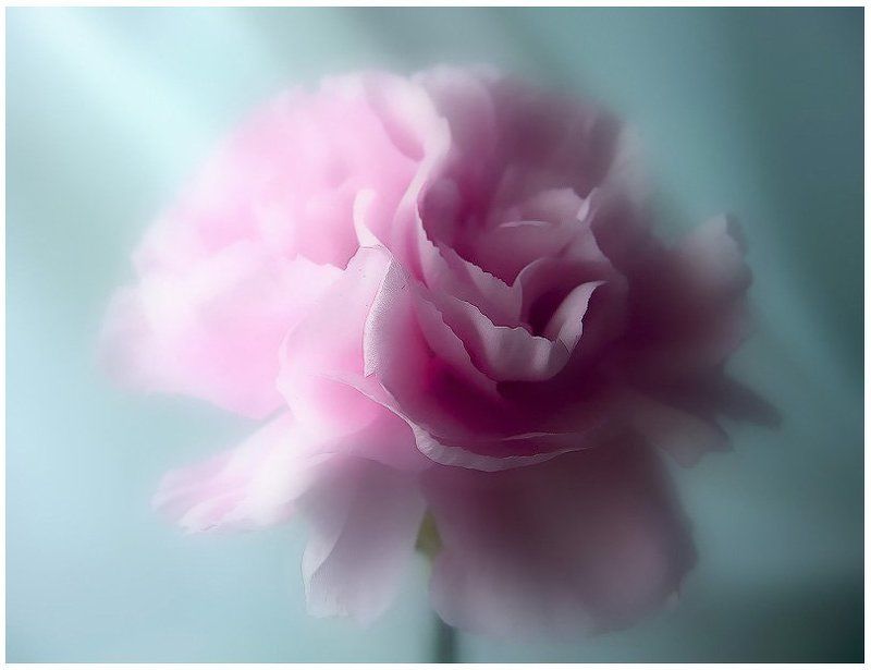 гвоздика Нежнаяphoto preview