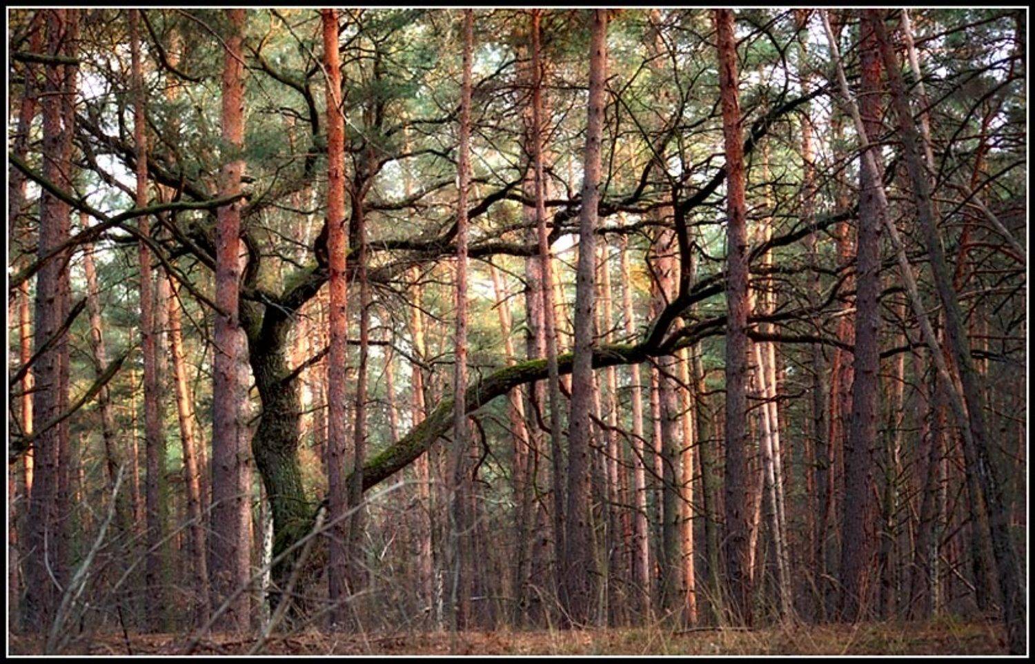 Свой среди чужих, чужой среди своих.... Автор: NikOff (Юрий Руднев) дуб, сосны, лес, NikOff (Юрий Руднев)