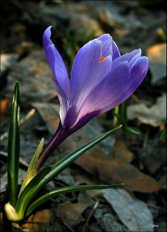 крокус, май photo preview