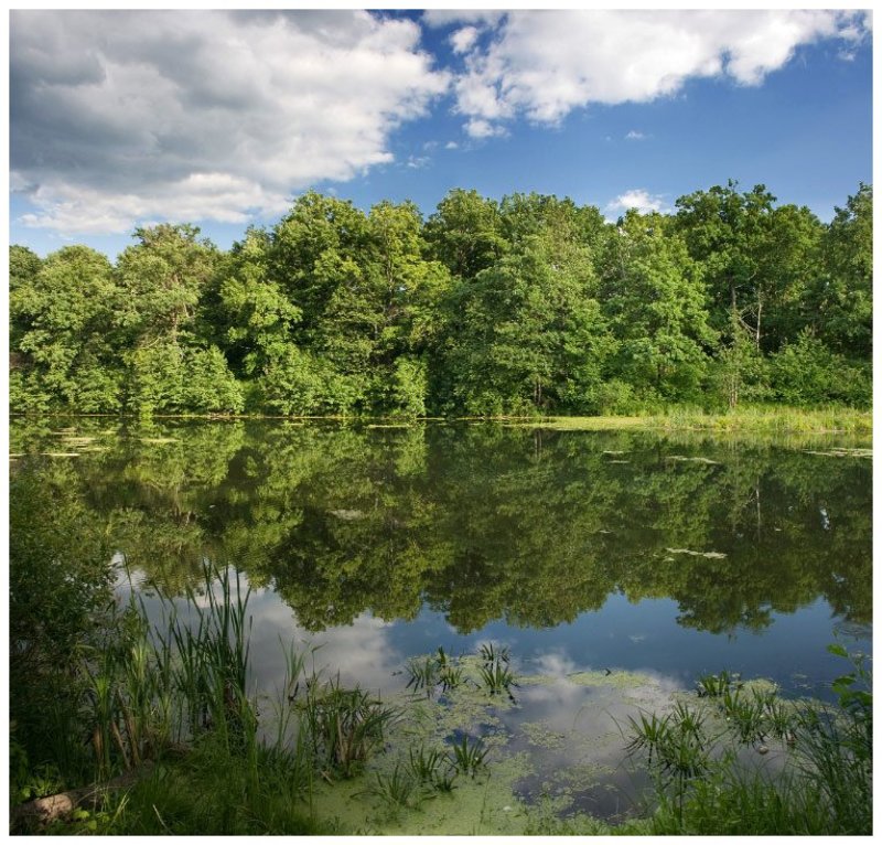 лето, солнце, пруд, дзержинск Junephoto preview