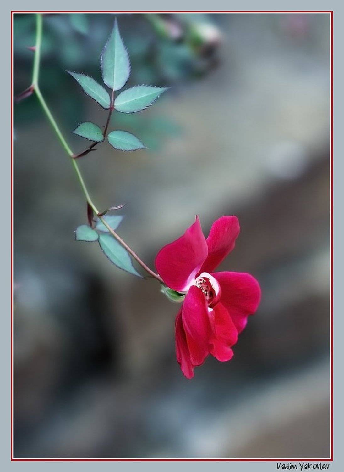 Последний из Могикан. Автор: VDM цветок, VDM