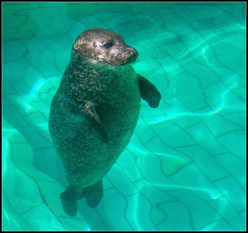 солдатик))photo preview