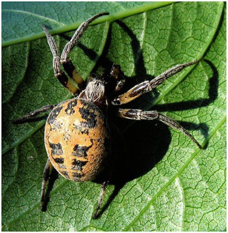 когда тень страшнееphoto preview