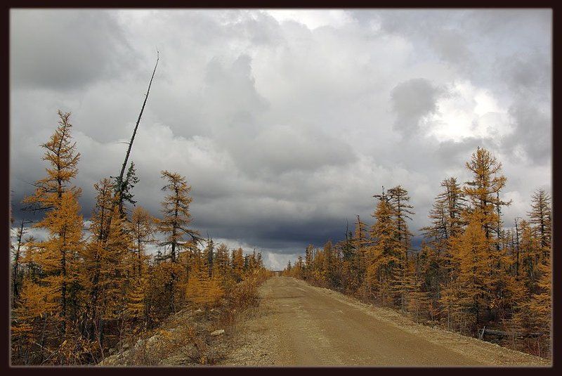 осень,дорога,тайга Уходящая осеньphoto preview