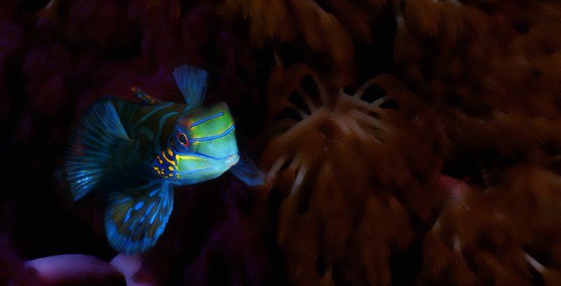 мандаринка,рыба,филиппины,миндоро Мандаринкаphoto preview