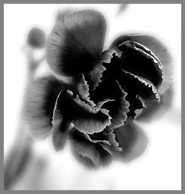 гвоздика ***photo preview