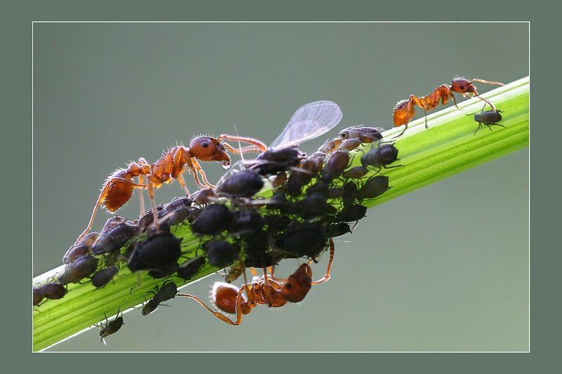 Утренняя дойка фото превью