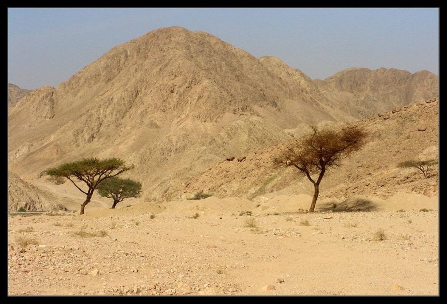 Три тополя ))). Автор: Лунный Ежик , Лунный Ежик