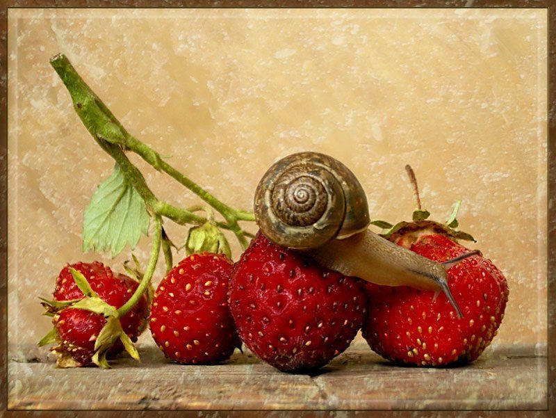 улитка, клубника, ягодка, открытка photo preview